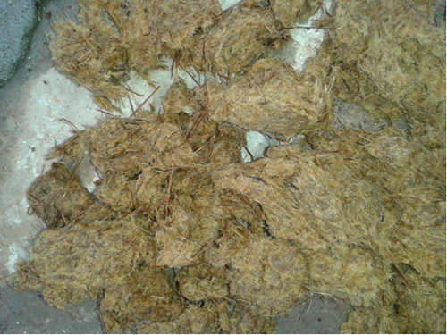 西龍竹漿.jpg 西龍竹漿.jpg